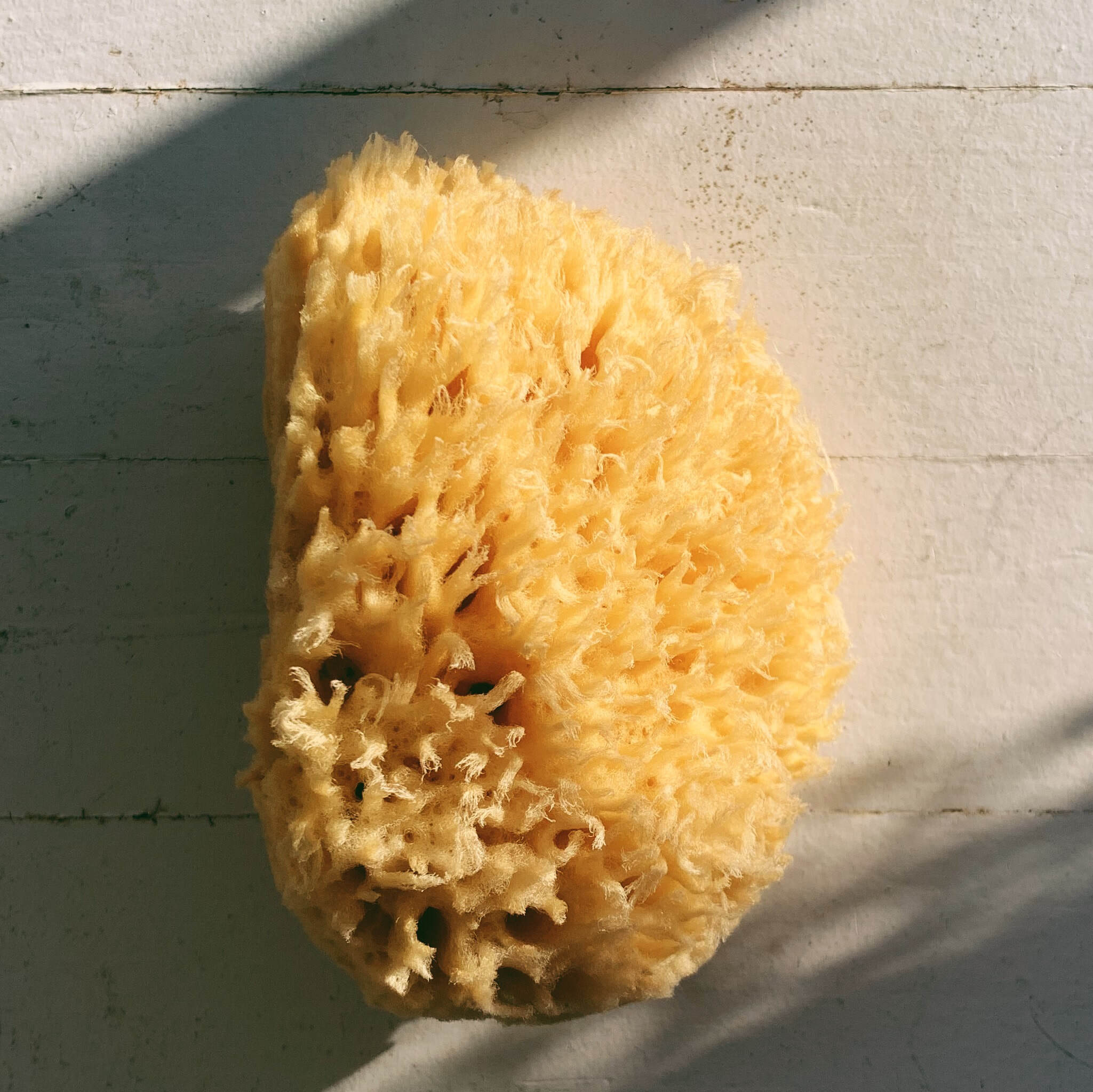Sponge 1139 | Natural Sea Sponge Large